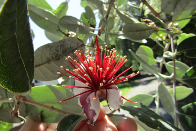 feijoa blooms