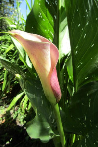 purple calla lily