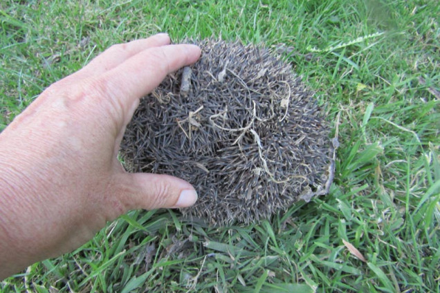 hedgehog