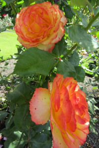 Tequila Sunrise roses