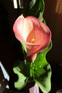 new zealand calla lily