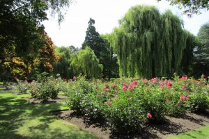 pollard park roses