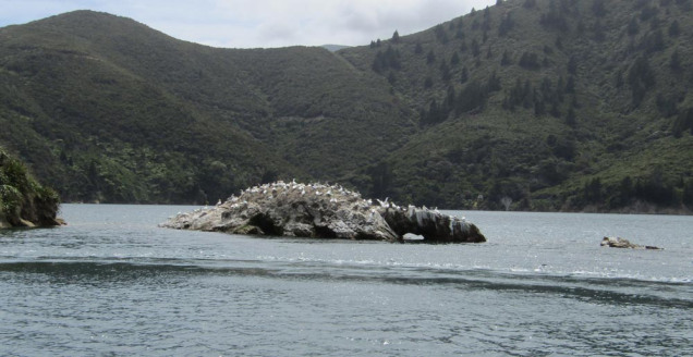 Gannet colony Pelorus Sound