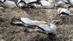 Gannet colony Pelorus Sound