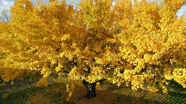 Pakowhai Regional Park ginkgo tree