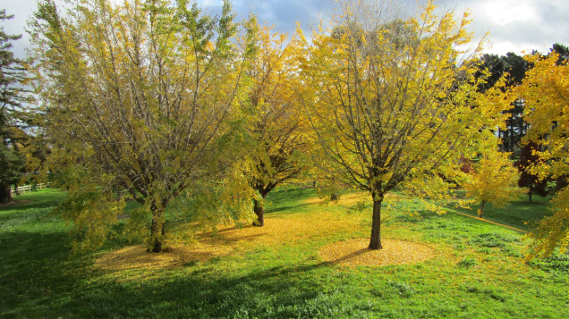 Pakowhai Regional Park 