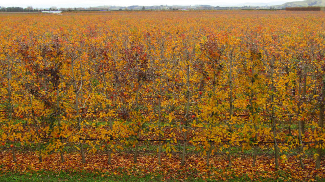 fall apple orchard napier