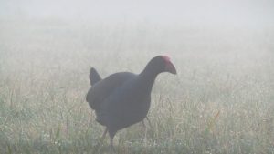 pukeko in the mist