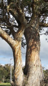 cape kidnappers gum tree