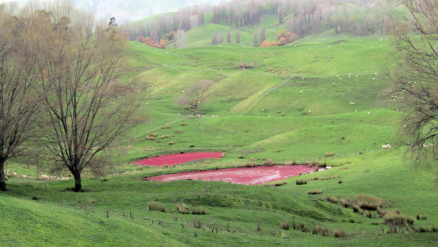 pink algae pond new zealand