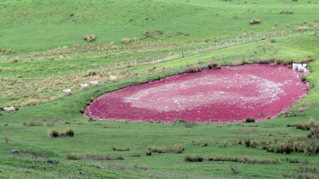 pink algae pond new zealand