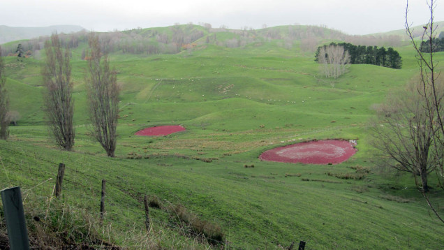 pink algae pond new zealand