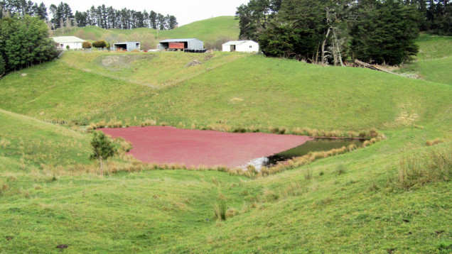 pink algae pond new zealand