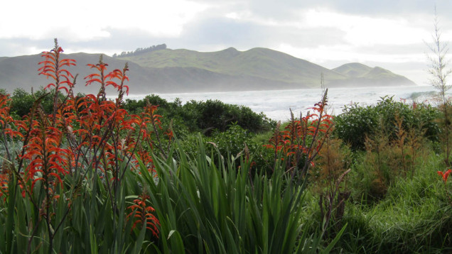 pourerere beach