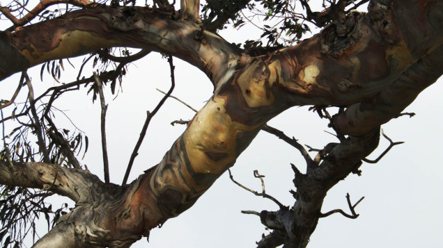 cape kidnappers gum tree