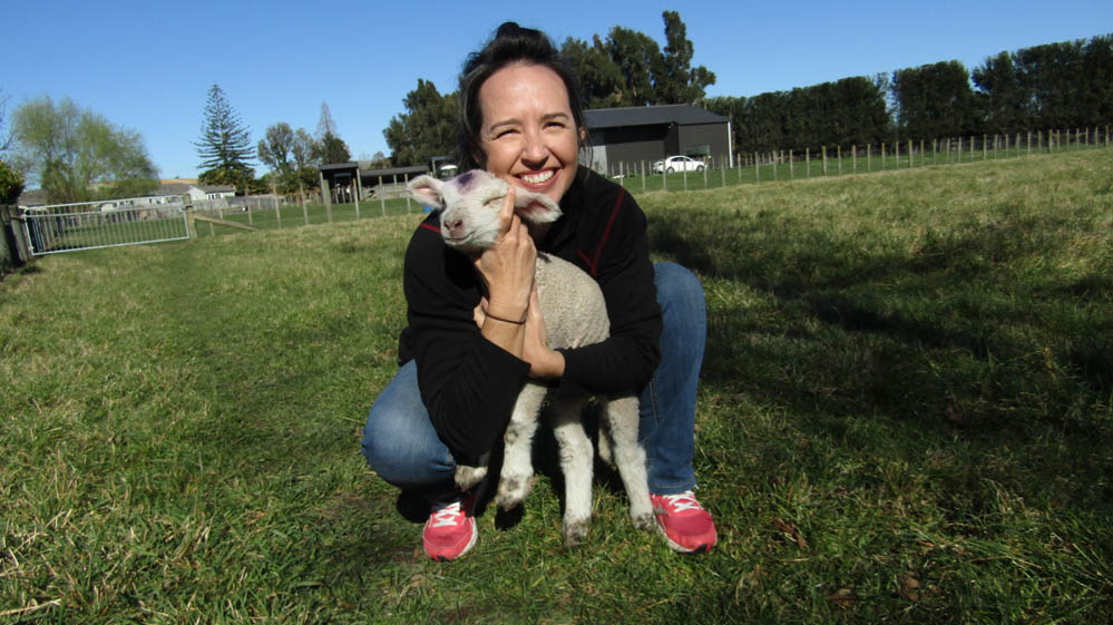 meanee new zealand lambs