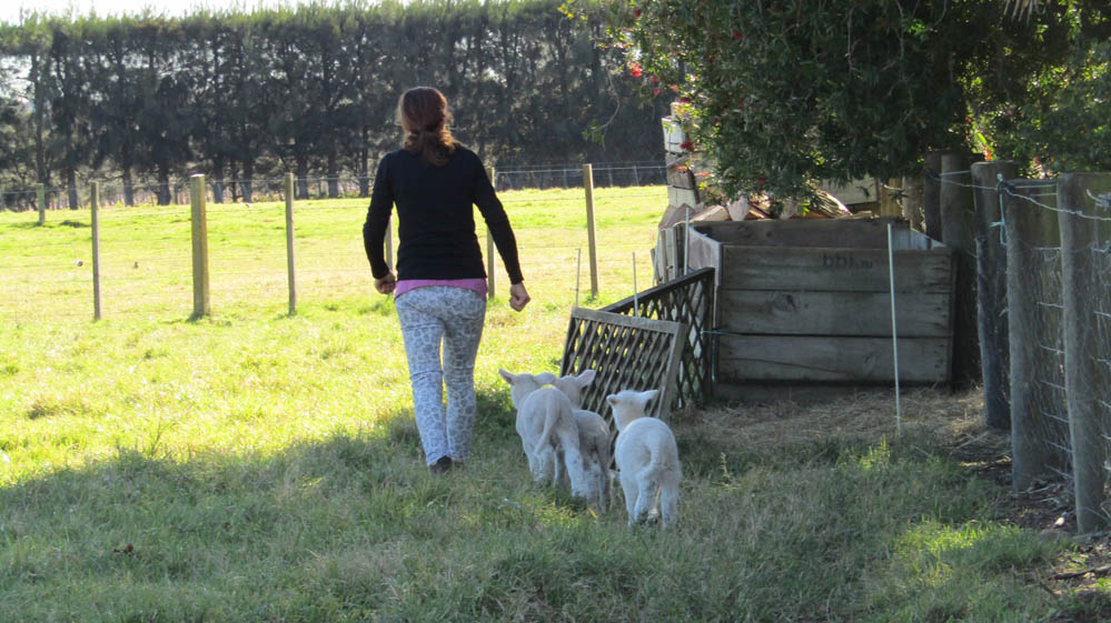 meanee new zealand lambs