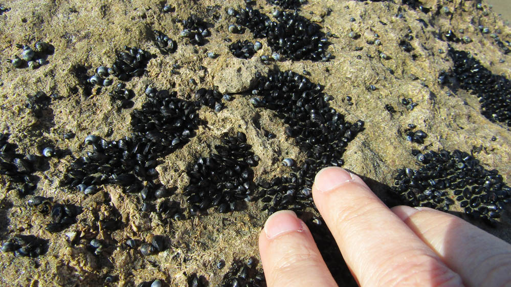 baby mussels