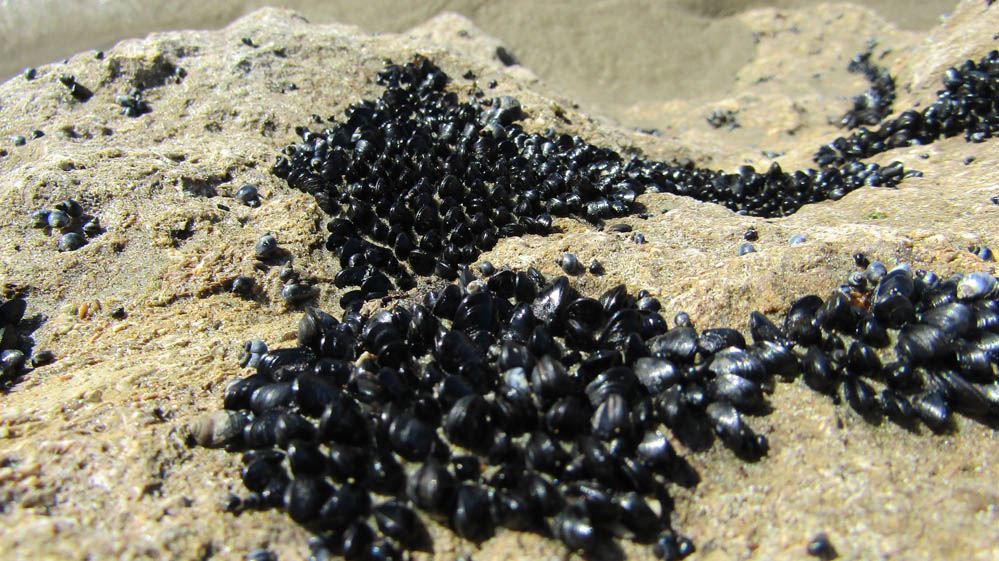 baby mussels new zealand