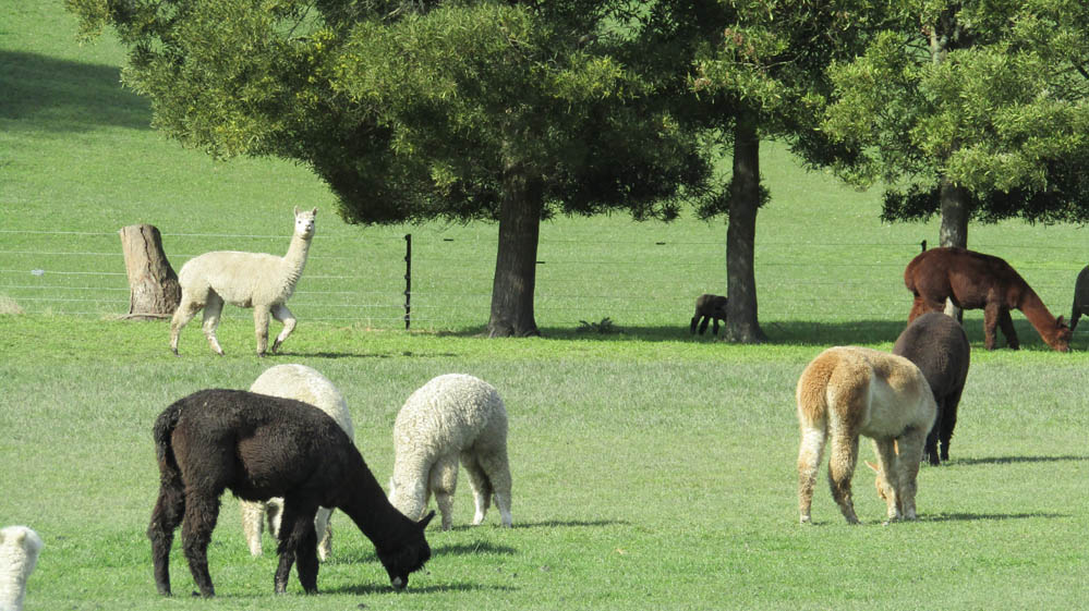 new zealand llamas