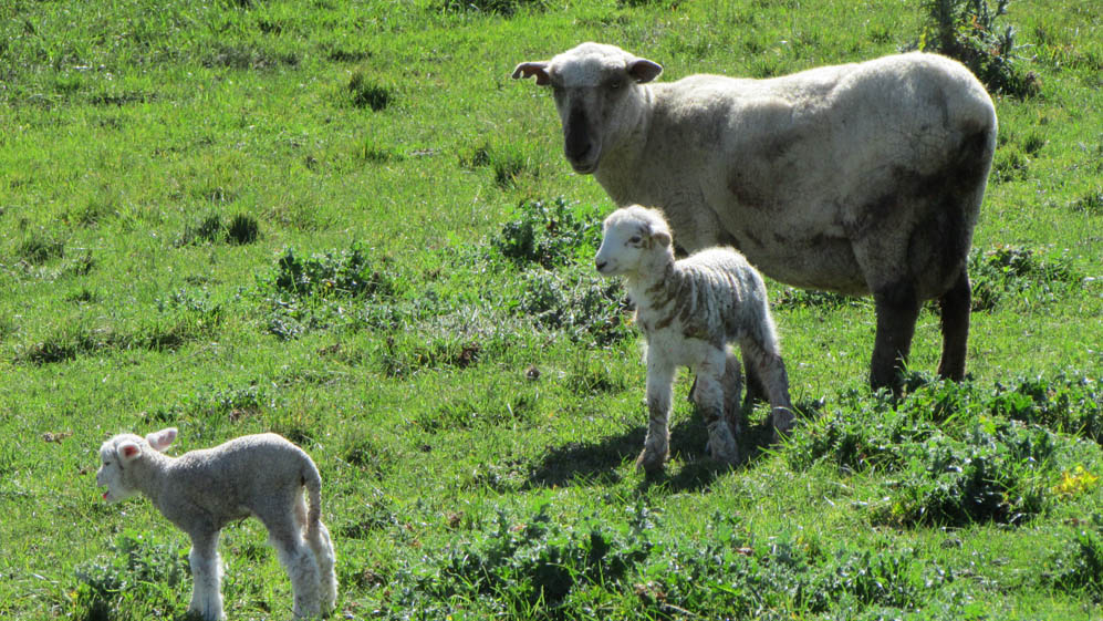 waipukurau new zealand lambs