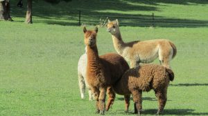 new zealand llamas