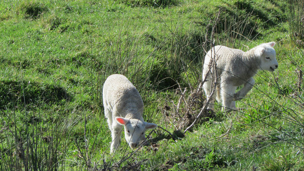 waipukurau new zealand lambs