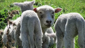 waipukurau lambs