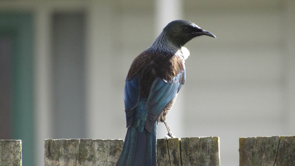 waipukurau new zealand tui bird