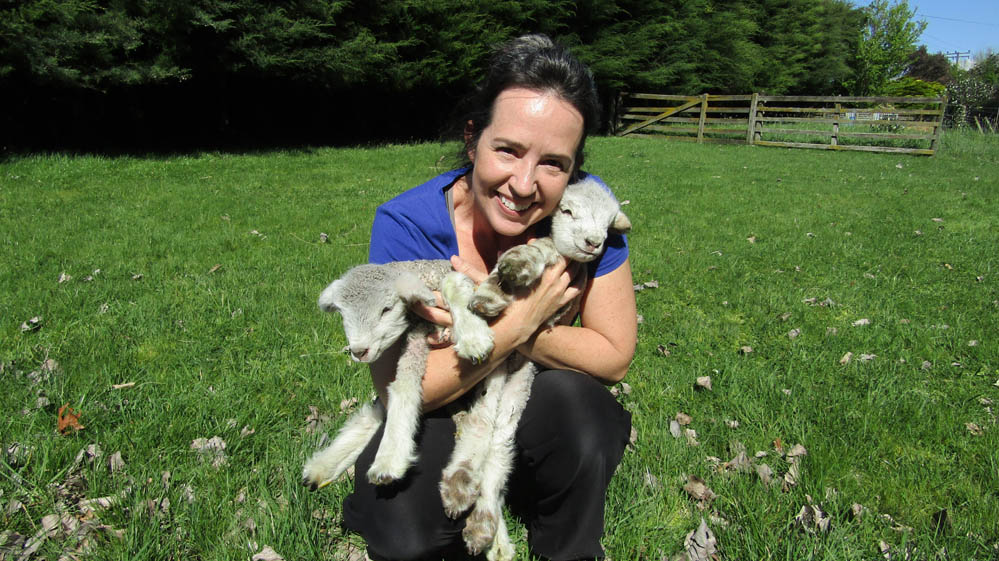 waipukurau new zealand lambs