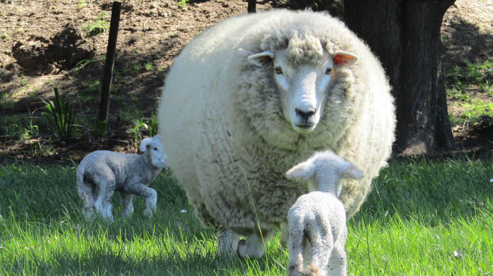 waipukurau new zealand lambs