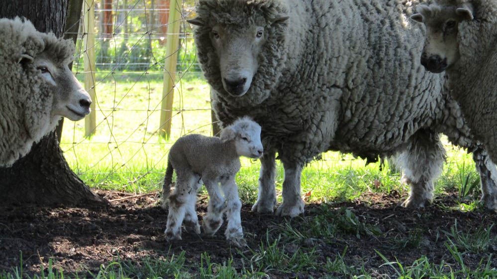 waipukurau new zealand lamb