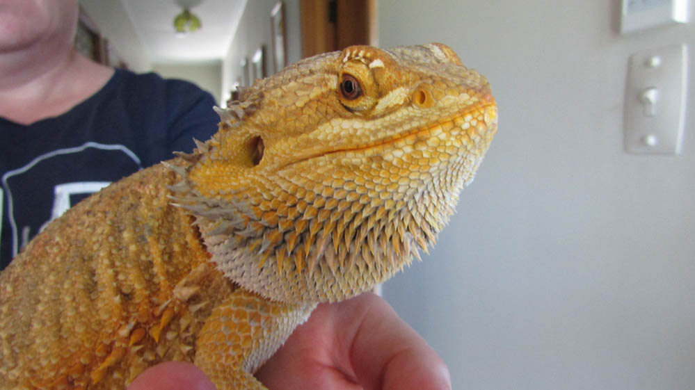 bearded dragon new zealand