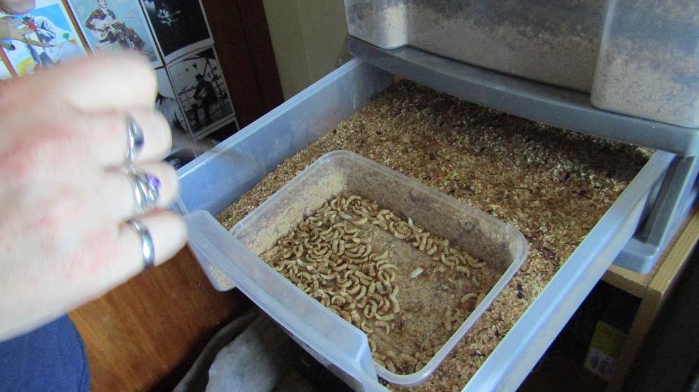 mealworms new zealand