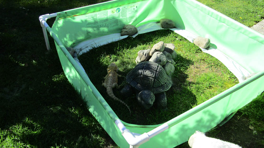 bearded dragon new zealand