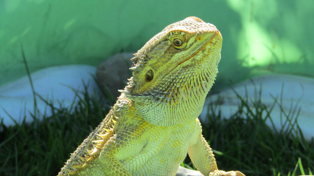 bearded dragon new zealand