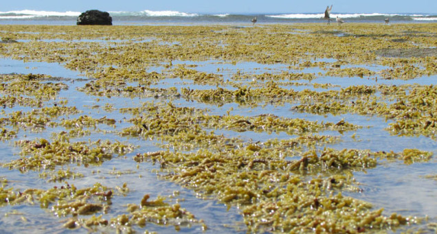 Te Angiangi Marine Reserve neptune