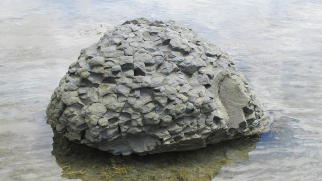 Te Angiangi Marine Reserve mudstone