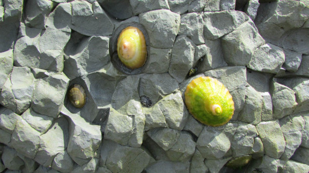 Te Angiangi Marine Reserve mudstone