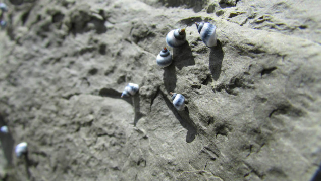 Te Angiangi Marine Reserve snails