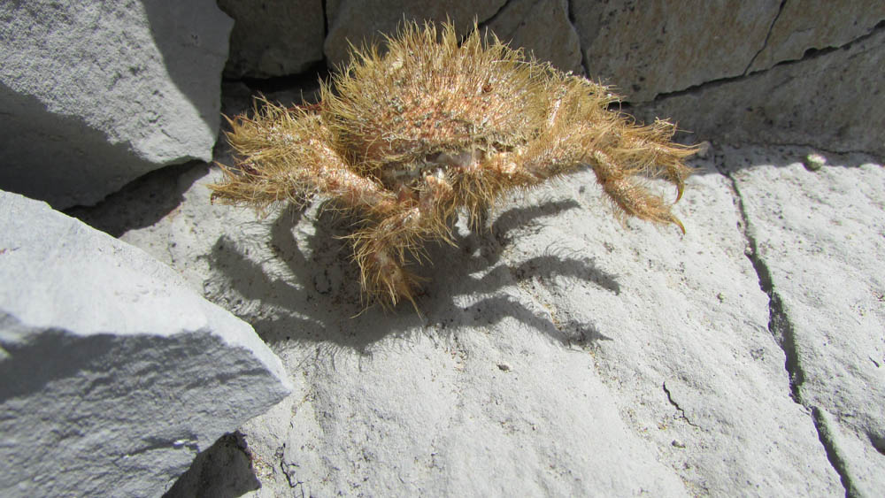 hairy crab te angiangi reserve