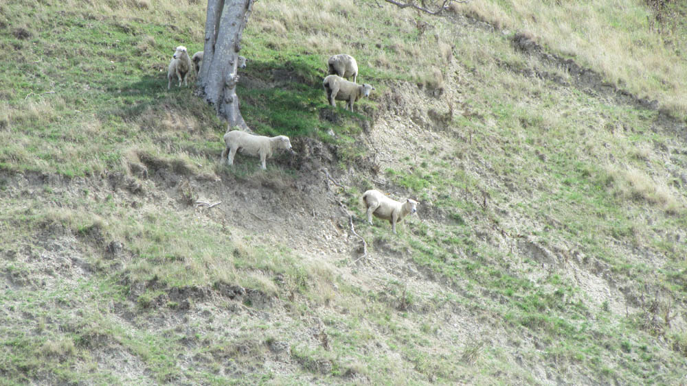 sheep almost fell off hill