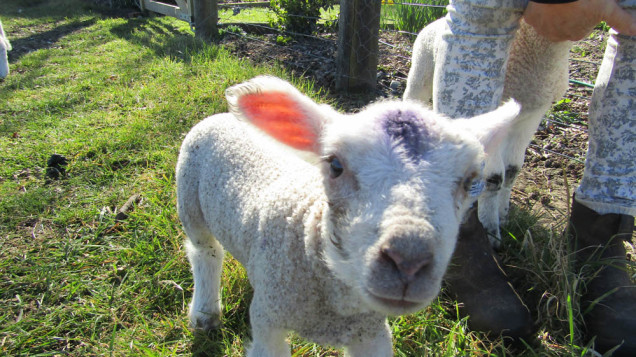 New Zealand lambs