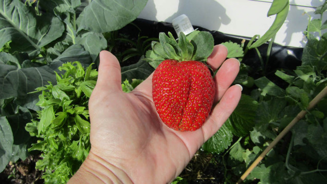 huge strawberry