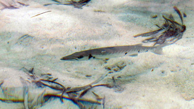 barracuda Southwater Caye, Belize