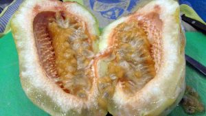 giant passion fruit
