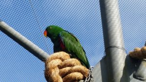 Brooklands zoo parrot