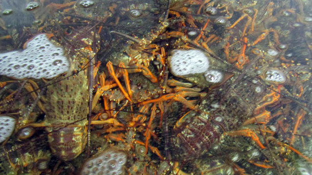 New Zealand crayfish