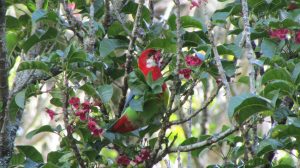 Eastern Rosella New Plymouth