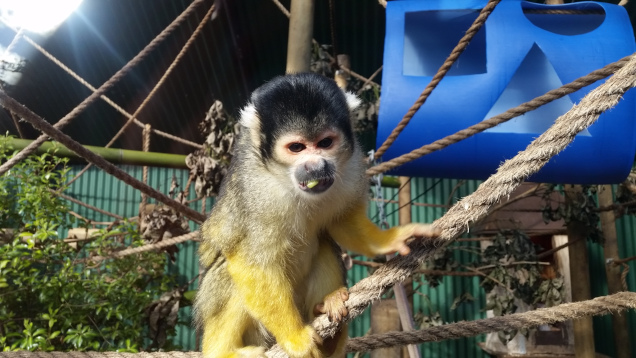 Brooklands zoo squirrel monkey